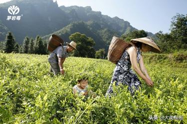 莓茶價格（周蘆屾）