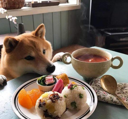 黄博美犬多少钱一只（一份宠物外卖125元的背后）