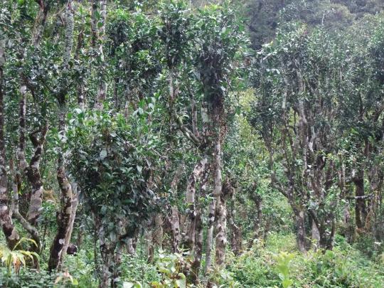 余米子纯茶油手工皂多少钱（腾冲边合区企业风采丨高黎贡山生态食品发展有限公司）