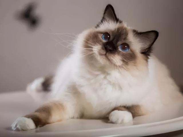 英国短毛猫价格（最适合）
