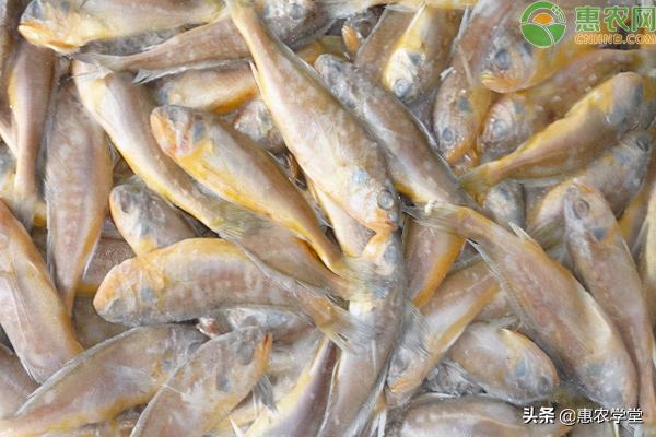 黄鱼价格（节后水产价格回落）