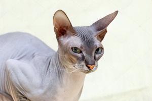 俄罗斯无猫毛多少钱一只（宠物百科）