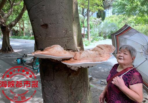 树舌灵芝多少钱一克（行道树竟然长灵芝）