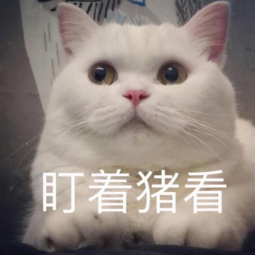 宠物猫价格排行（最）