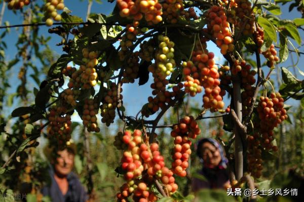 五味子树苗多少钱一颗（五味子种植技术）