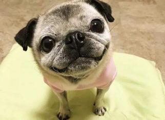 巴哥幼犬多少钱一只（养巴哥犬养到老）