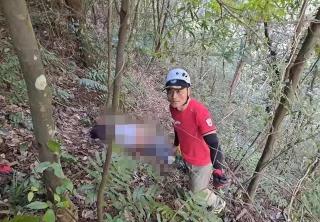虎头蜂泡酒一斤多少钱（浙江男子进山抓蜂不幸身亡）
