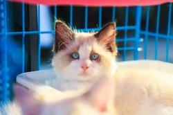 重点色布偶猫多少钱（布偶猫多少钱一只）