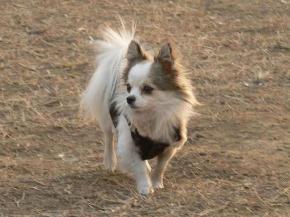 巨型公爵犬多少錢（收藏）