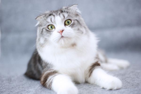 母猫绝育一般多少钱（猫咪最佳绝育时间是什么时候）