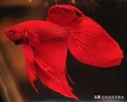 斗鱼60级要多少钱（斗鱼种类大全）