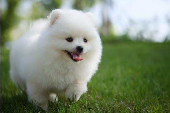 小老头狗大概多少钱（最受欢迎的7种小型犬）
