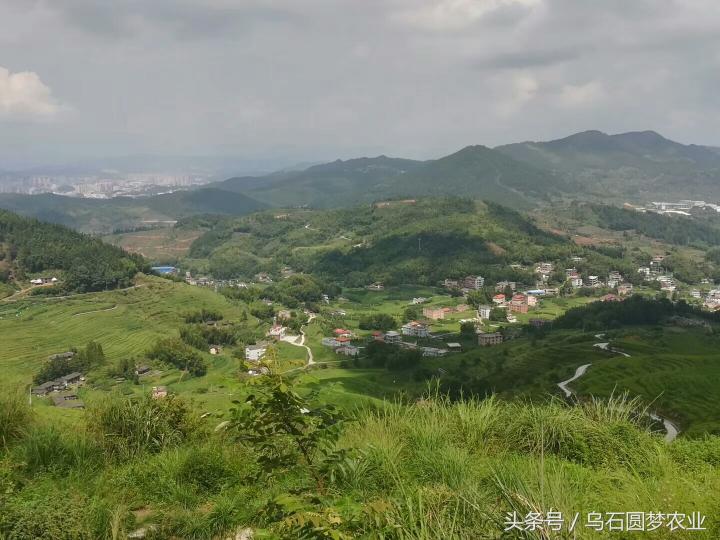 風(fēng)鼓草多少錢1斤（這里）
