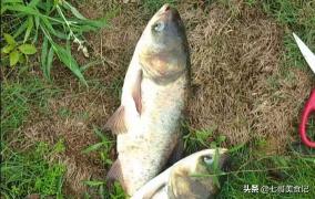青鱼多少钱一斤2017（四大家鱼是什么鱼）