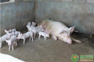 今天猪肉多少钱一斤（现在猪肉价格多少钱一斤）