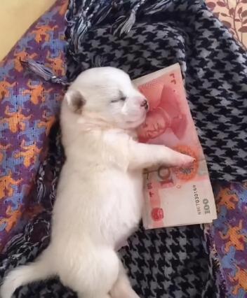 貴兵犬多少錢一只（一只狗暴露經濟）