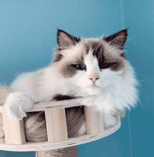 布履阑珊猫多少钱一只（猫咪品种大盘点8）