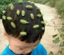 苍耳子多少钱一斤（满身是刺的野果）
