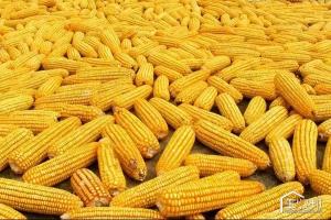 宇玉30多少钱1袋（2017年玉米品种推荐）