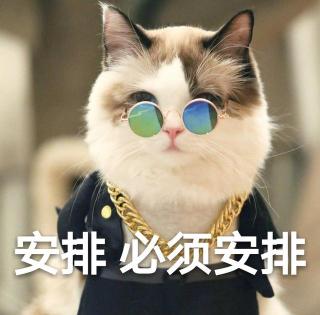 精灵小猫多少钱一只（养猫首选这几种猫）