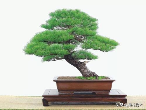 造型黑松价格（盆景鉴赏）