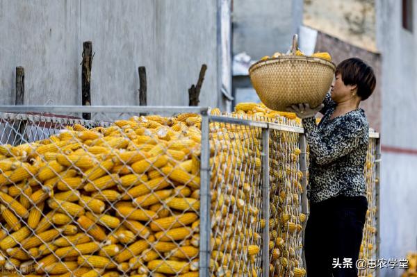 现在的玉米价格是多少钱一斤（现在玉米多少钱一斤）