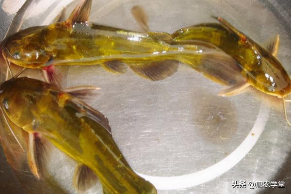 牛尾价格多少钱一斤（黄河这种珍稀鱼类）
