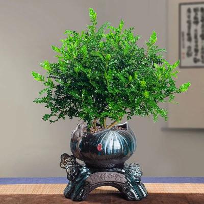 五十年的玉树值多少钱（7种）