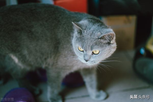 英国短毛猫的价格（2021年猫咪最新价格）