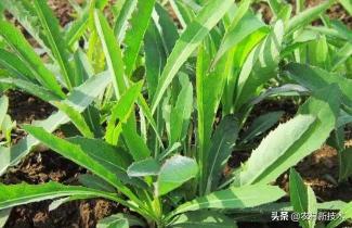 2015野蒜多少钱一斤（曾经是救荒充饥的食物）