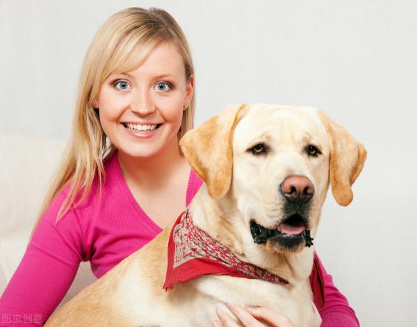 布拉拉多犬多少钱一条（养拉布拉多犬）