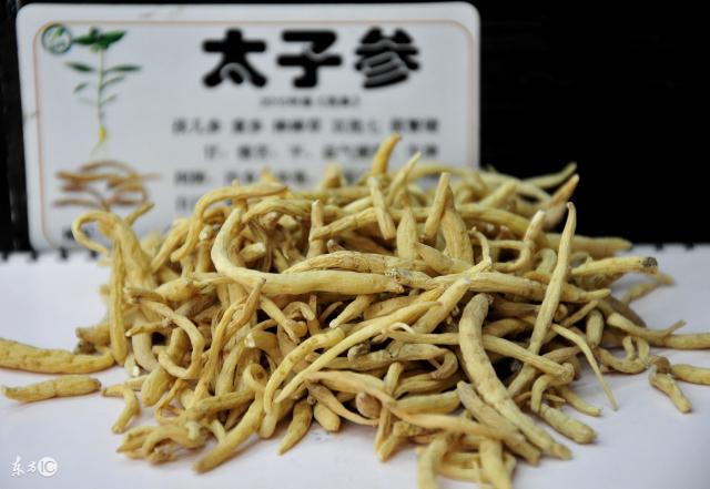 九豹太子参多少钱一盒（每日一说）