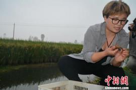 收龍蝦能賺多少錢（養小龍蝦純賺50多萬）