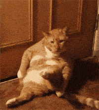 橘猫价格（橘猫究竟有什么魅力）