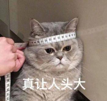 英短猫价格（英短猫）