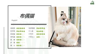 丁香色英短一般多少钱（布偶猫丨海）