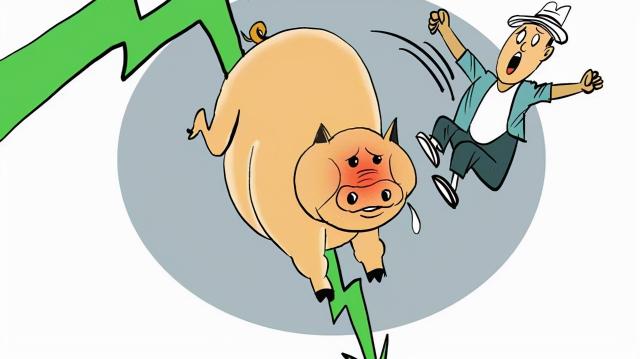 鲫鱼市场价多少钱一斤（10月17日猪价大跌不止）