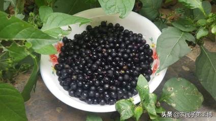 龙葵一亩能收多少钱（龙葵果药食两用价格高）