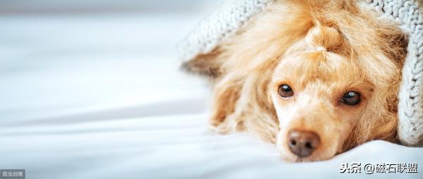 测犬瘟的试纸多少钱（比犬细小更可怕的疾病）