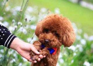 黄博美犬多少钱一只（适合情侣一起养的8种狗狗）