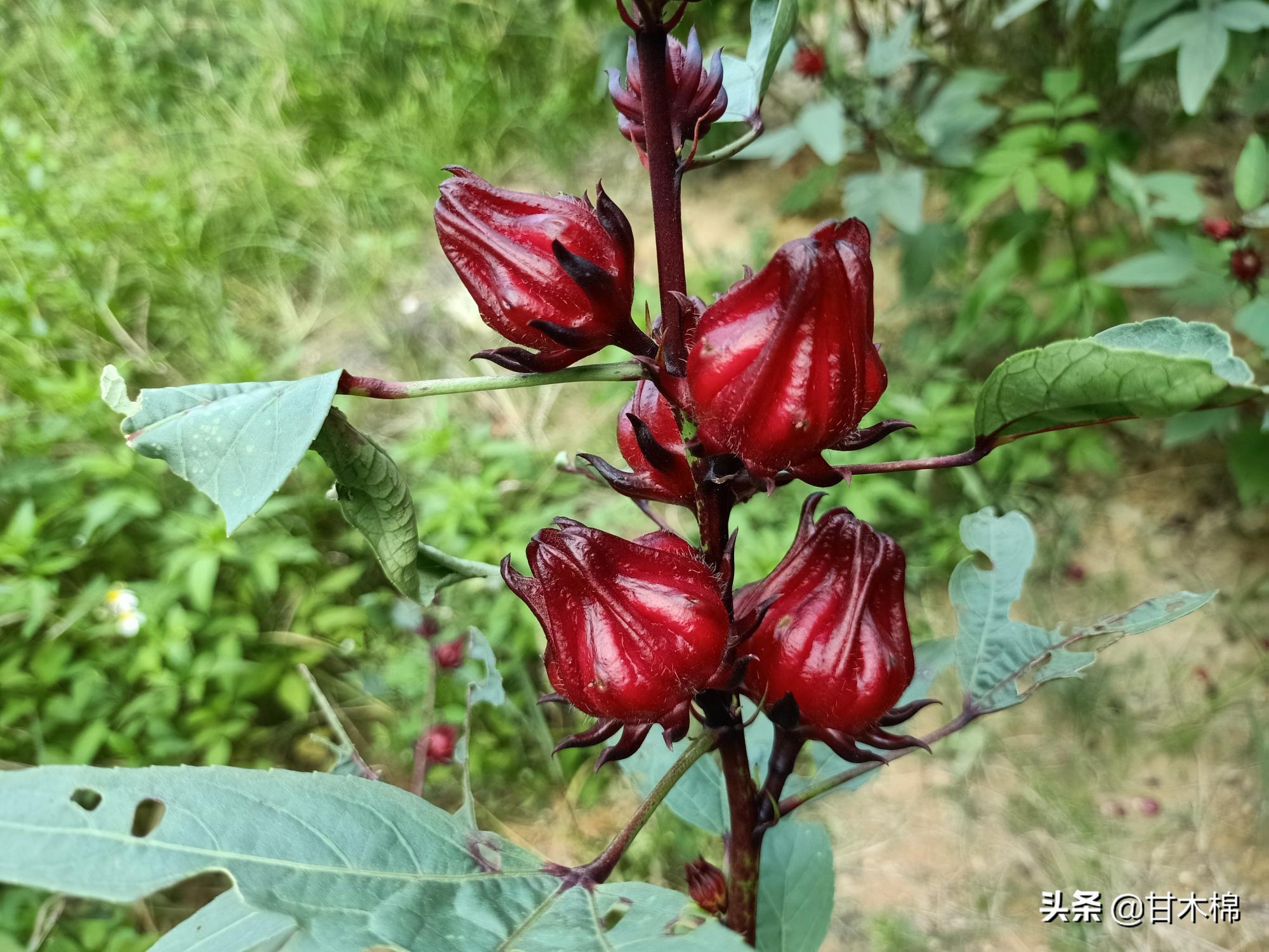 洛神花图片多少钱一斤（洛神花应该这样吃）