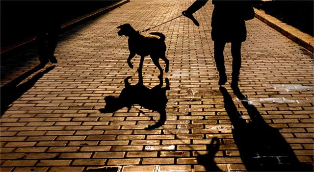 一个路灯杆赔多少钱（爱犬对着灯杆撒尿被电死）