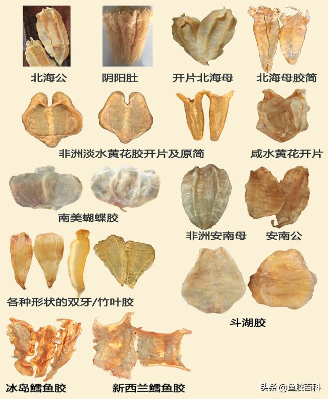 花胶价格表（鱼胶行内人公认的）