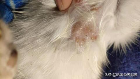 派瑞松多少钱一支（我被猫传染猫癣了）