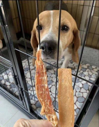 实验比格犬多少钱一只（那些）