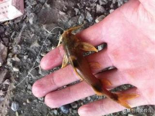 棒花魚多少錢一斤（這四種魚全部見過的人不多）