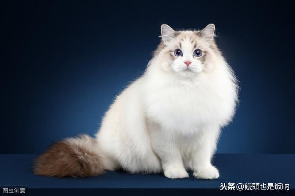 赛级布偶猫多少钱一只（有人说）