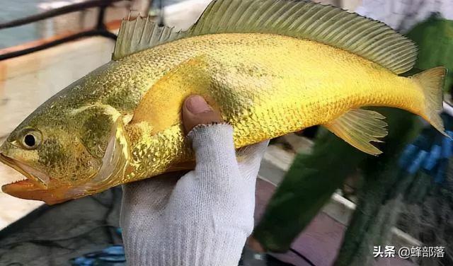 黃魚價格（野生黃魚價格被刷新）