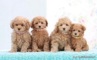 香檳色貴賓犬多少錢（貴賓犬要如何選）