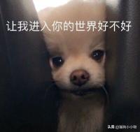 恶霸犬价格（放心养）